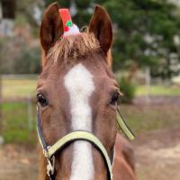 Homeward Horse and Hound of Mississippi