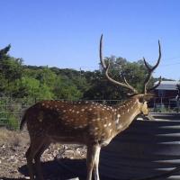 Rocksprings TX Hunting and Property Owners