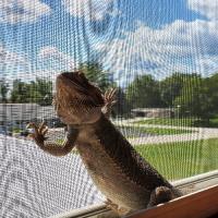 Bearded dragons