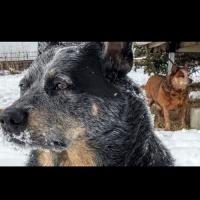 Strictly Australian cattledogs