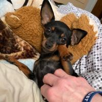 Chi-Pin Owners (Min Pin Chihuahua Hybrid)