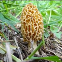Washington, Oregon, Idaho, Montana Morel Mushroom Group