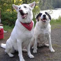 Eagle Lake Boarding Kennel