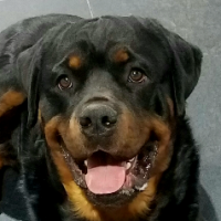 Oregon Rottweilers