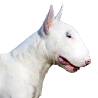 Bull Terriers