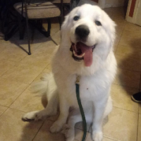 Great Pyrenees are the best dogs....ever!