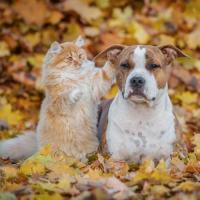 Oct Dog and Cat Nutrition 30 day Reset