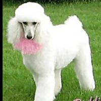 Countryside Standard Poodles of Michigan