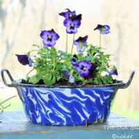 Blue Bucket Garden