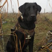 Waterfowl Retrievers