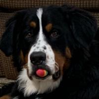 Bernese Mountain Dog Fanatics