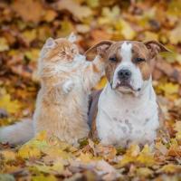 Dog and Cat Healthy Nutrition