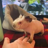 Pennsylvania guinea pigs care and advice group