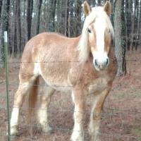 Draft Horse Friends