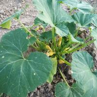 Gardening with ancient organic fertilizer