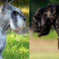 Standard Schnauzer Reputable Responsible Breeders