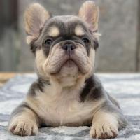 Fluffy French bulldogs