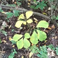 American Ginseng Hub