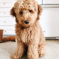 Goldendoodle Puppies Ready now