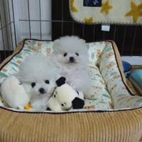 Pomeranian Puppies for Sale