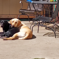 Labrador Retrievers for sale