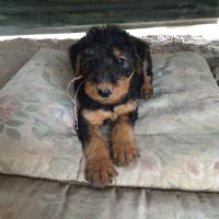 For the love of the Airedale Terrier