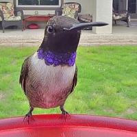 Call of Nature