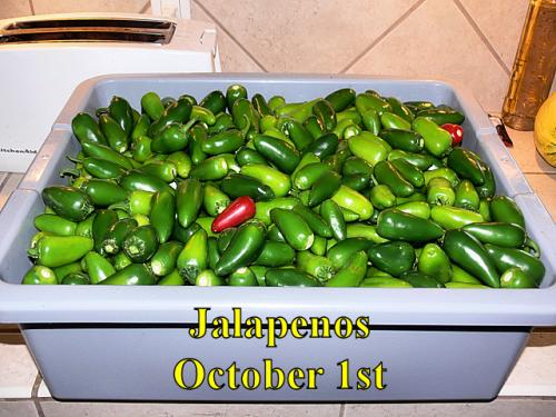 Jalapenos_2