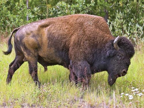 bison-wikimedia