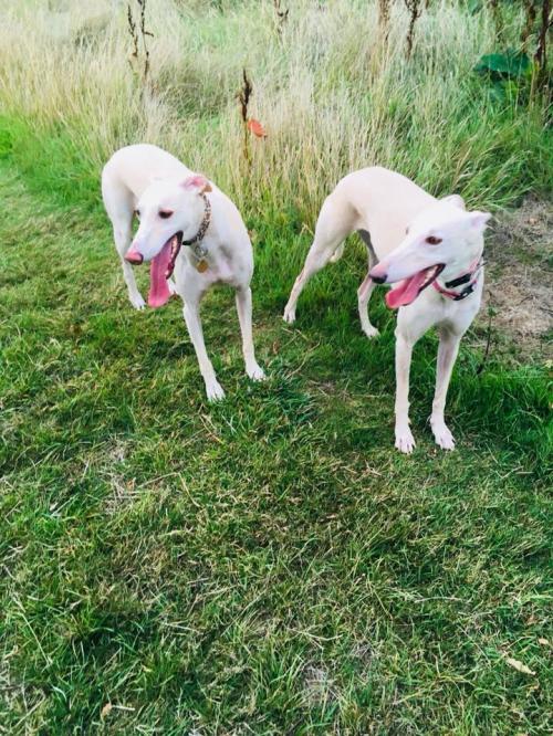 40595138_10211960706389821_630521209305432064_n