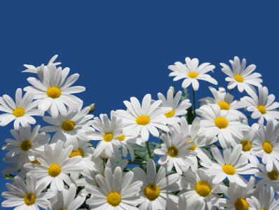 _storage_emulated_0_Download_Daisies-or-Margaritas1