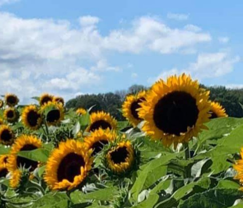 inbound8145412615057376394