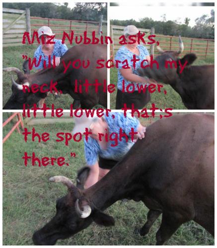 Miz Nubbin scratch neck