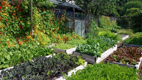UrbanHomesteadGarden