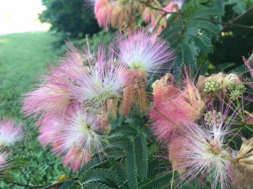 Mimosa Tree Persian Silk Tree