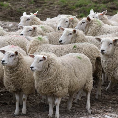 ef69cb1a406665c40efad6b32cc73070