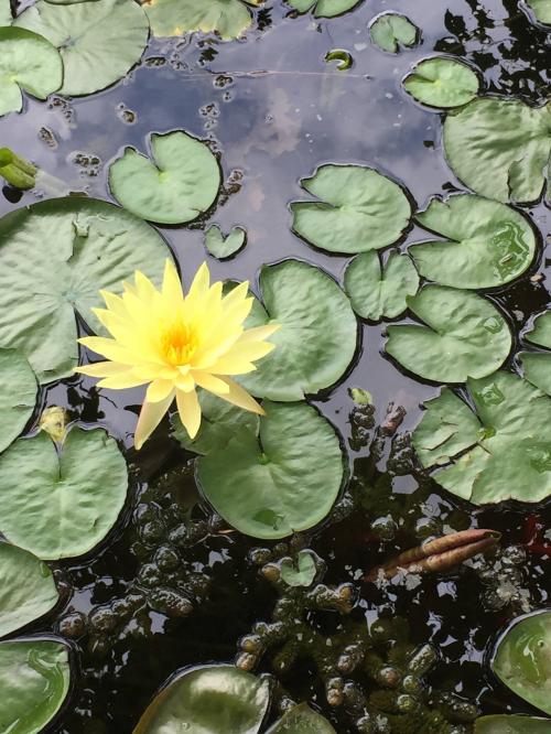 19441702_10155433271899817_1902129116035888866_o