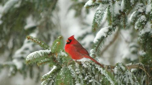 One winter cardinal sitting on a snowy branch.  Pretty