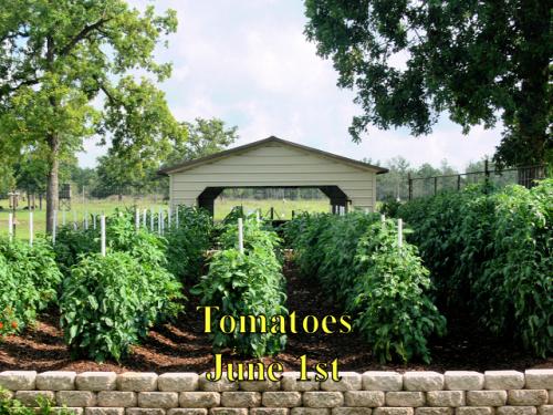Tomatoes_1