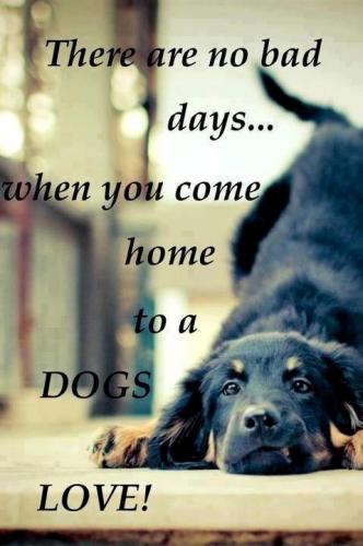 Coming home to a Dog