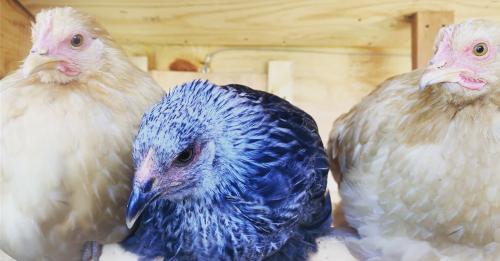 29A1E8E3-2C88-462E-B04E-47E2B6E321D0