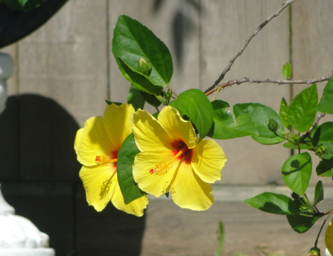 yellow hibiscus