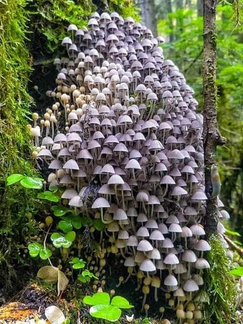 FB_IMG_1597672223062