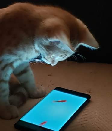 received_779318002876939