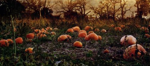 PumpkinWallpaper