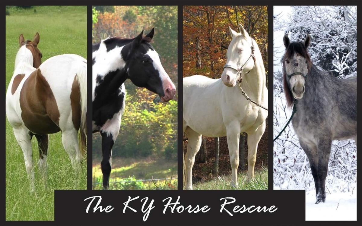 KY Horse Rescue - Facebook Background Picture