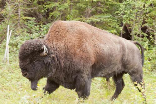 depositphotos_35996329-stock-photo-male-wood-buffalo-bison-bison
