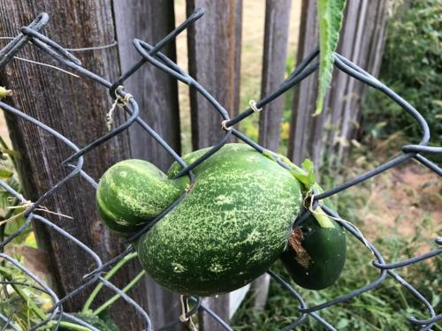 119068754_10217296490941199_8758860468825029063_n