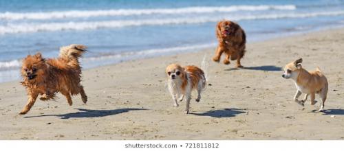 four-little-dogs-running-on-260nw-721811812