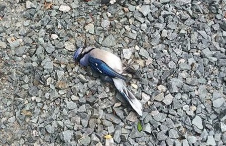 blue jay murder - Edited